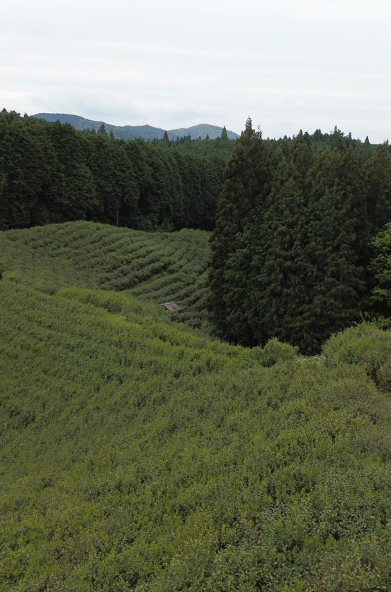 Reviving abandoned tea fields