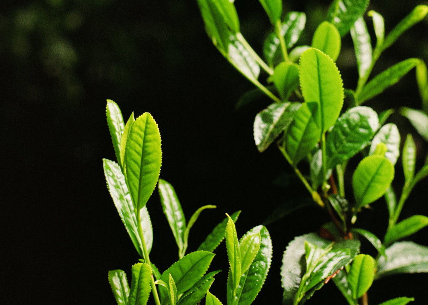 From our Family Farm to your Teacup