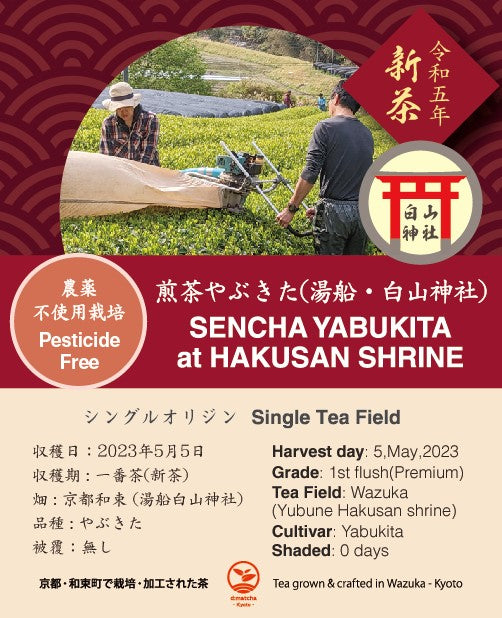 2023 Sencha First Flush: Yabukita - Yubune Hakusan Shrine