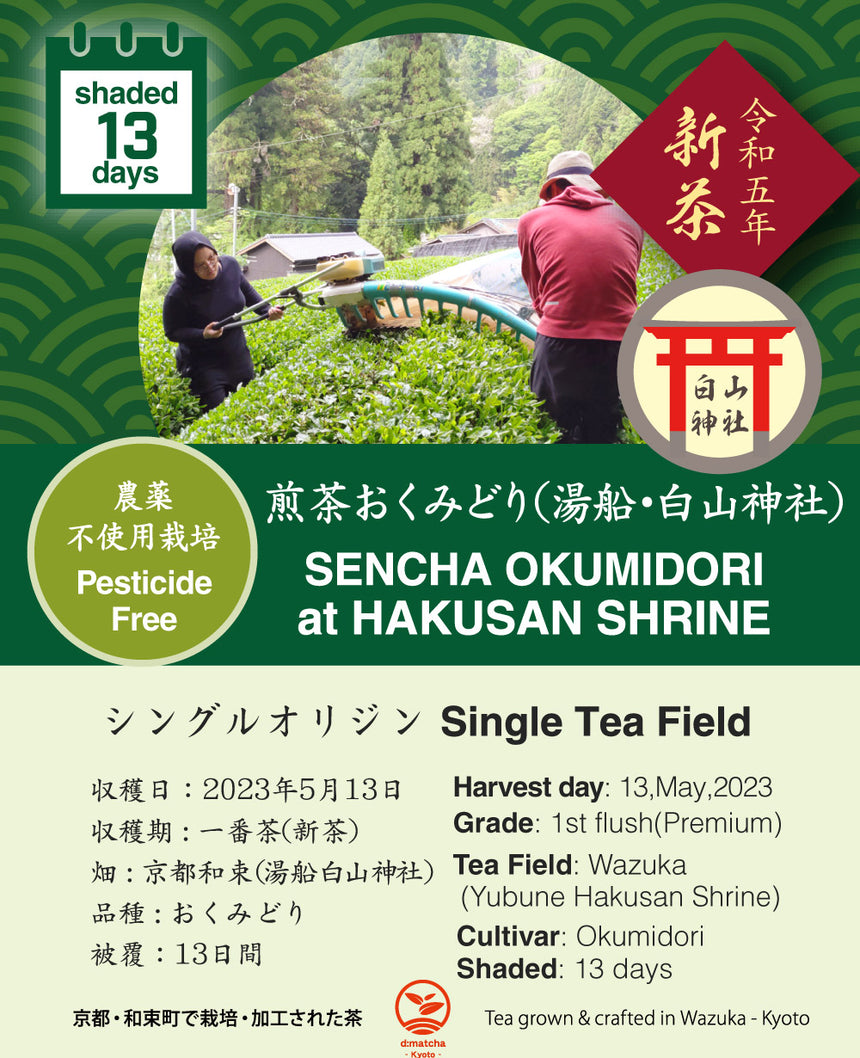 2023 Sencha First Flush: Okumidori - Hakusan Shrine