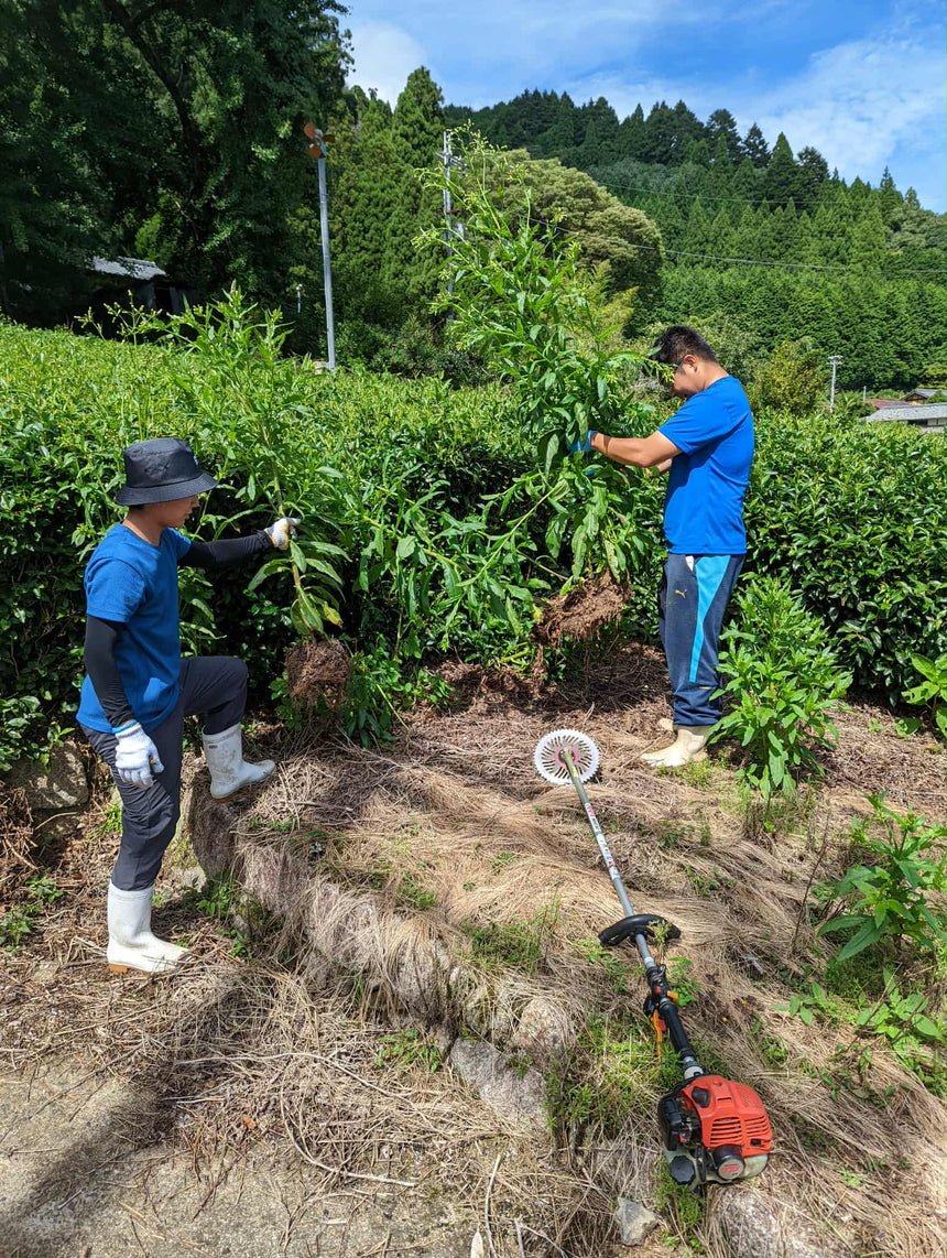 Cultivating Japanese Tea