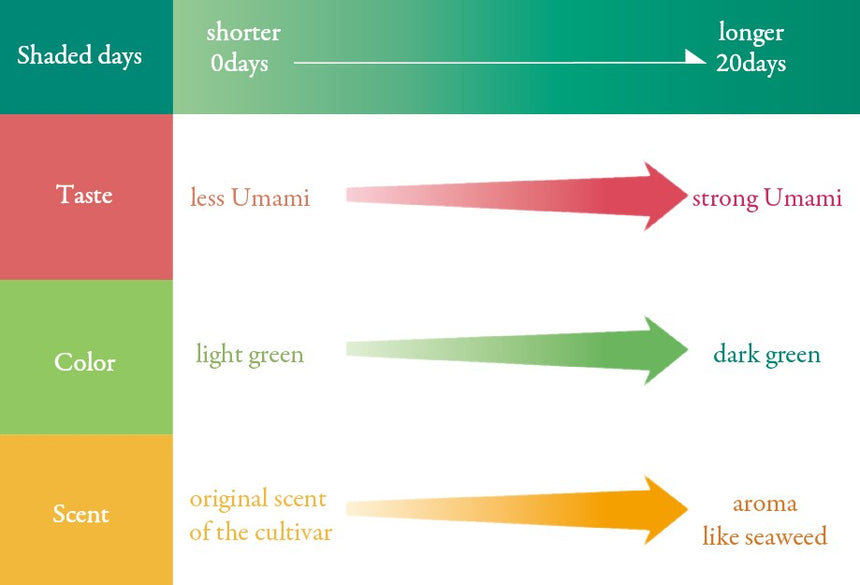 【New】Shaded Sencha Comparison Set (shaded 0, 14, 25days)