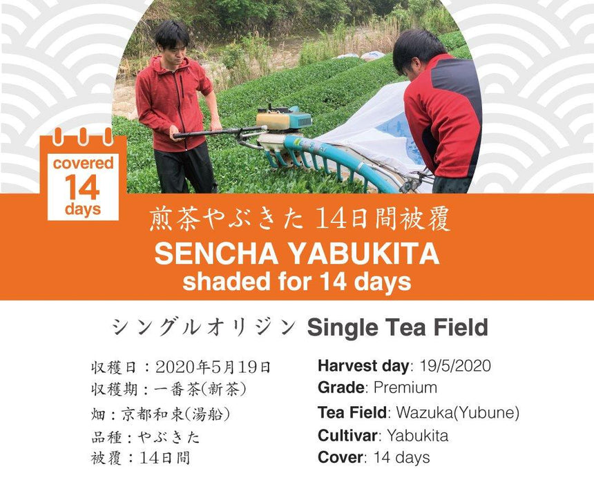 2020 Sencha First Flush: Sencha Yabukita - 14 days shaded