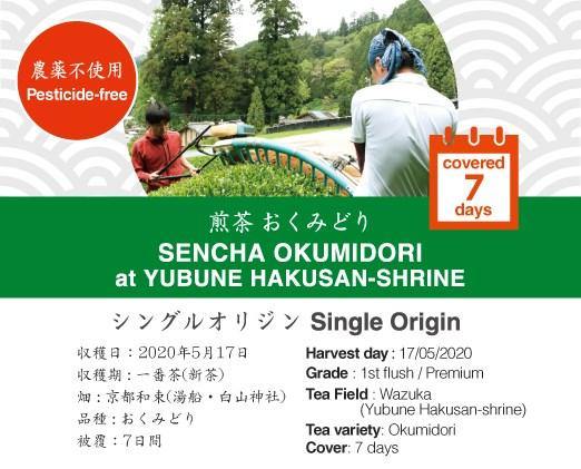 2020 Sencha First Flush: Okumidori - Yubune Hakusan Shrine