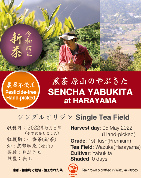 2022 Sencha First Flush: Hand-picked Yabukita at Harayama