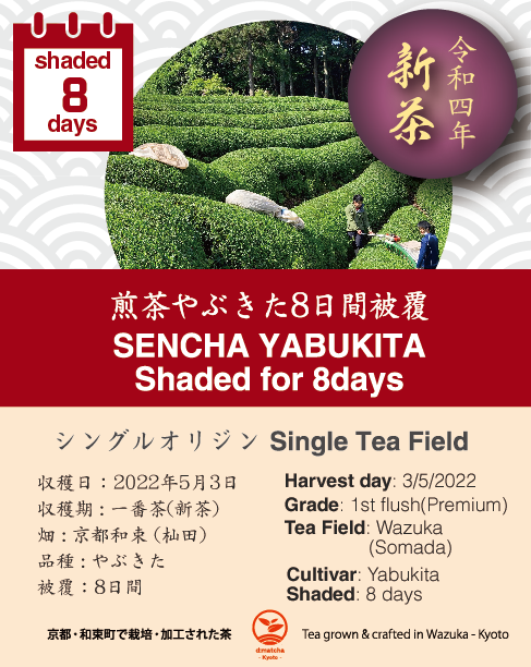 2022 Sencha First Flush: Yabukita - 8 days shaded
