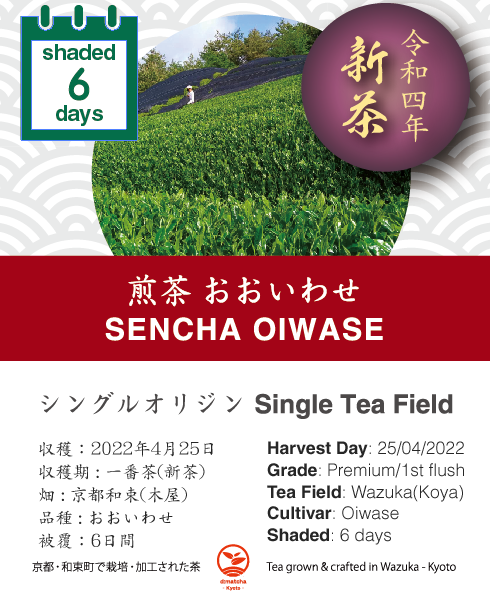 2022 Sencha First Flush: Oiwase - Koya