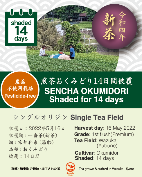 2022 Sencha First Flush: Okumidori - 14 days shaded