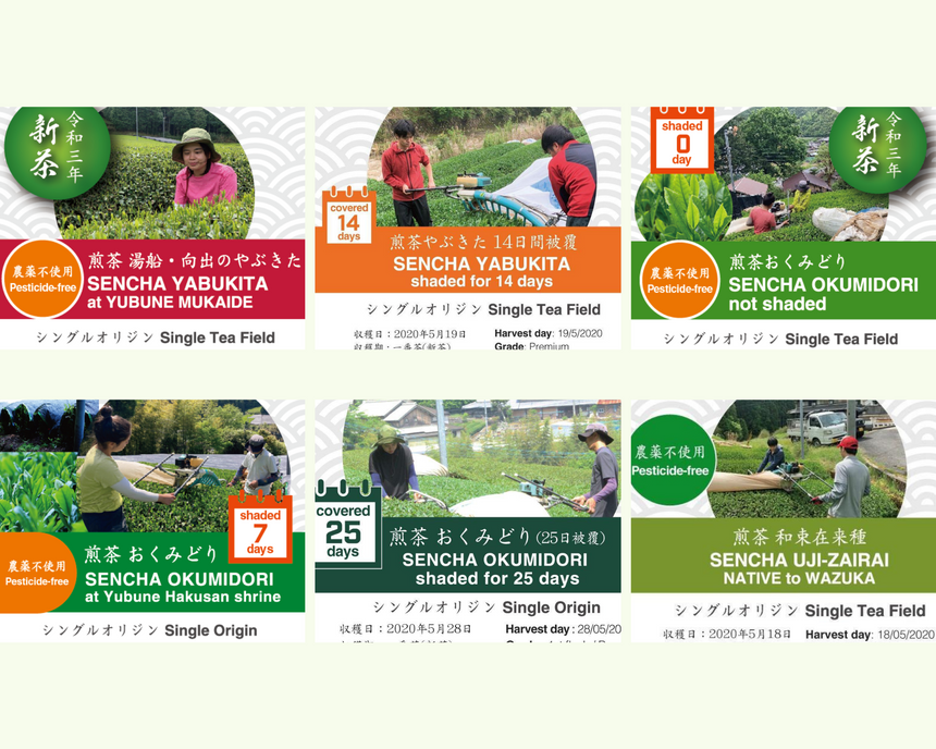 Sencha (Japanese green tea) Starter Kit