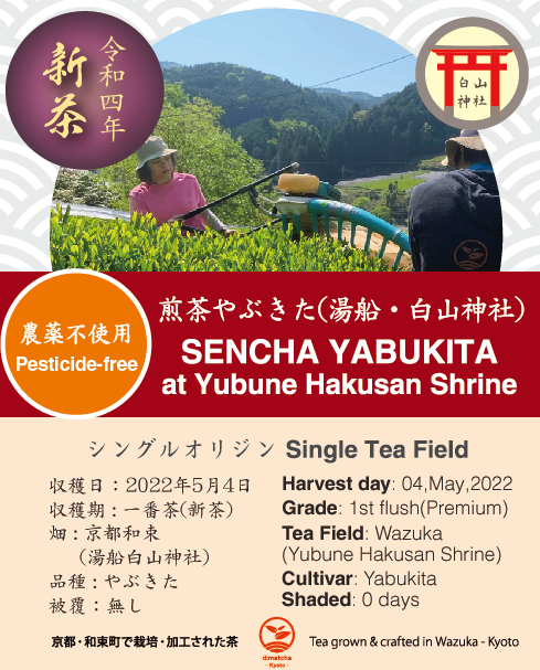 2022 Sencha First Flush: Yabukita - Yubune Hakusan Shrine