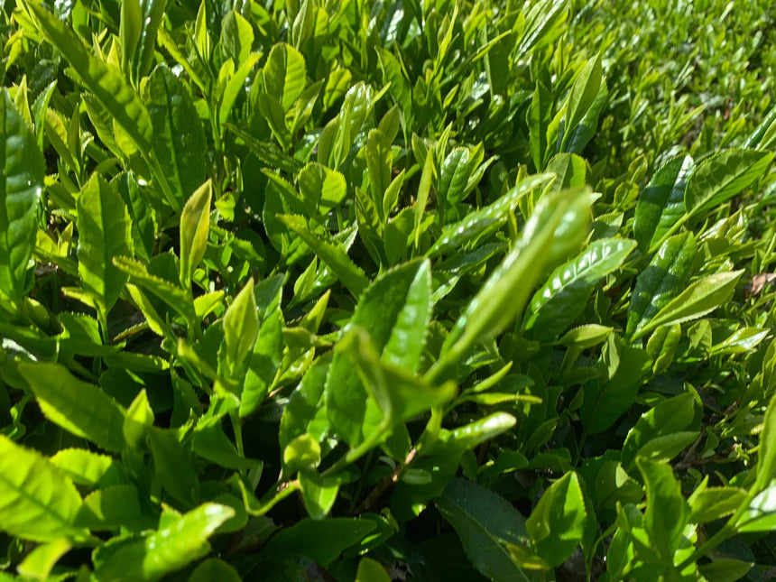 2022 Sencha First Flush: Yabukita - Yubune Hakusan Shrine