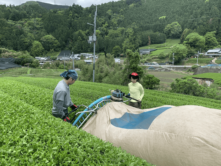 2020 Sencha First Flush: White Leaf Tea